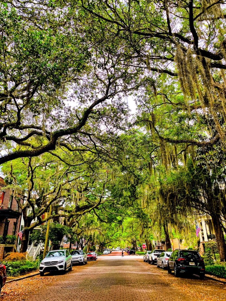 Cobblestone Streets and Live Oak Trees