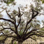 The Candler Live Oak Tree