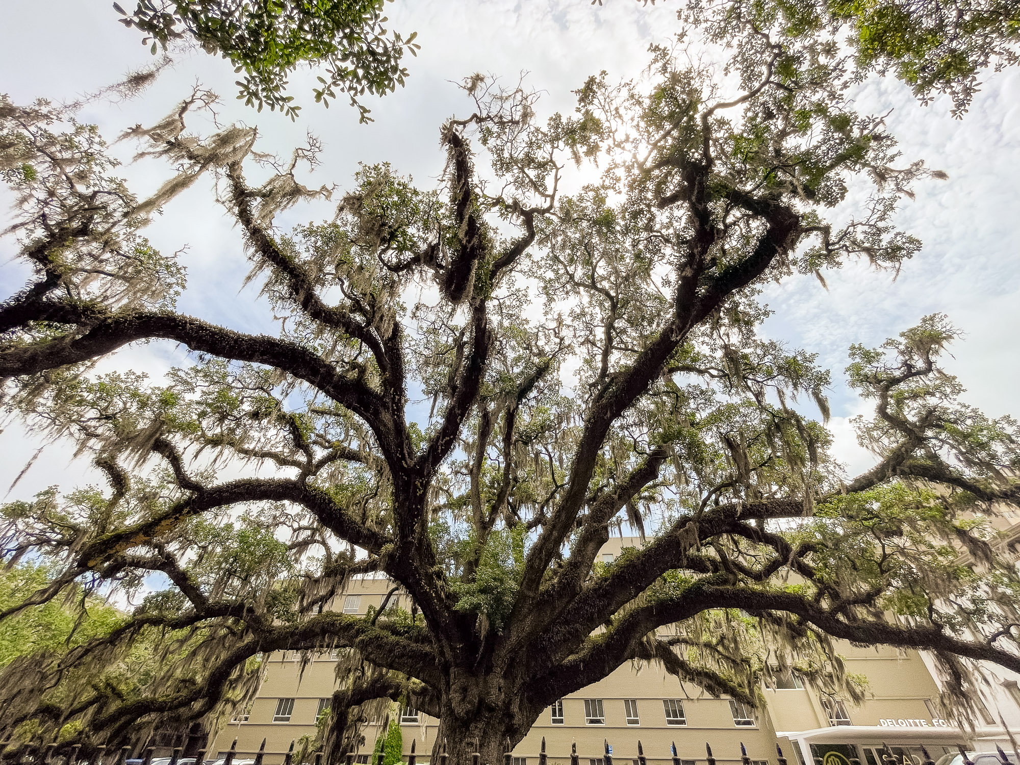 Savannah