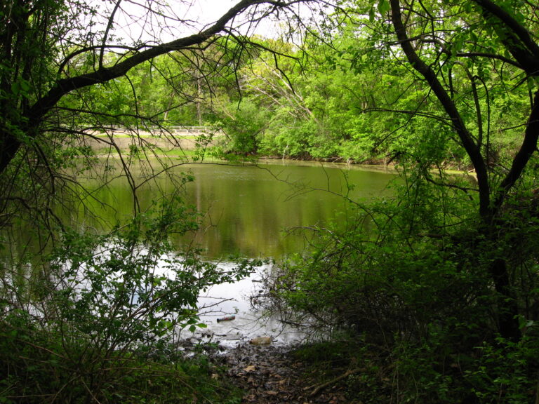 The pond beside Bachelor's Grove Cemetery, framed by trees