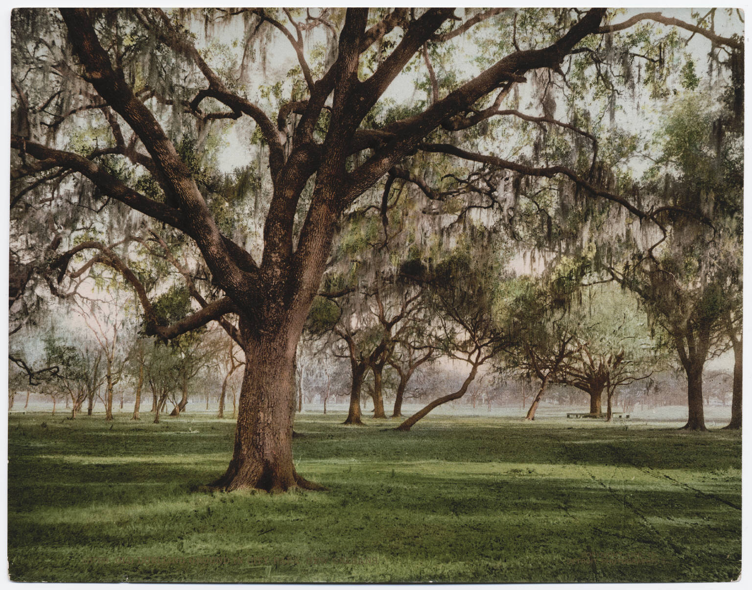 A tinted photo of wide-spreading oaks hung with moss over a lawn