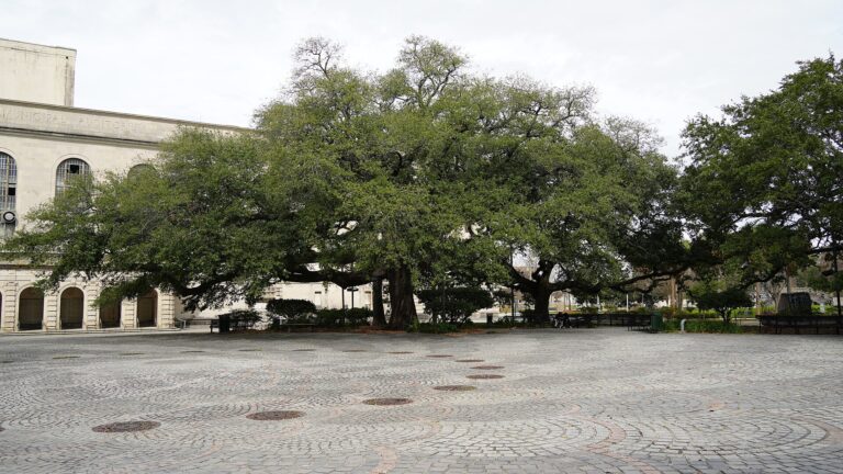 A paved circular plaza under spreading oak trees beside a long arcaded building