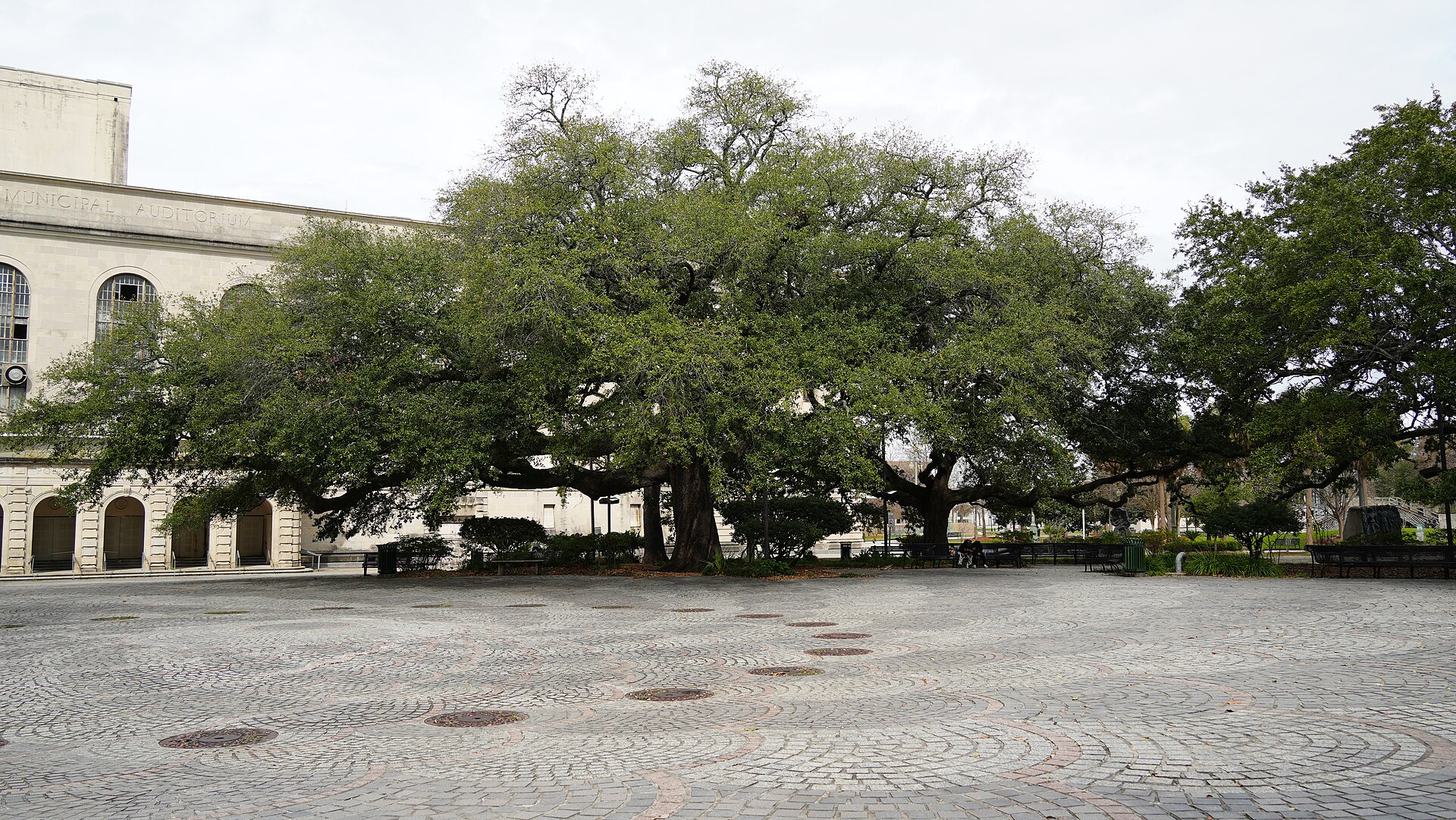 A paved circular plaza under spreading oak trees beside a long arcaded building